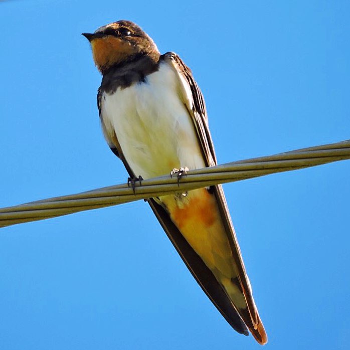 Barn Swallow 1