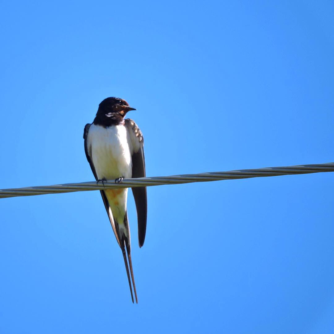 Barn Swallow 2