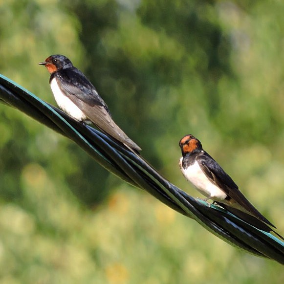 Barn Swallow 3