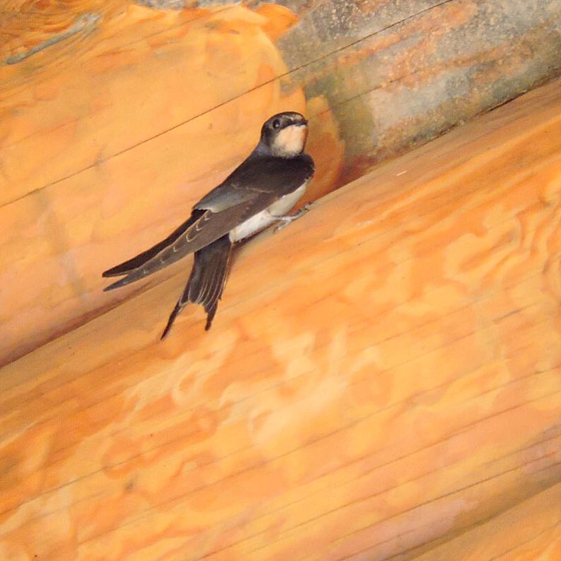 Barn Swallow 4