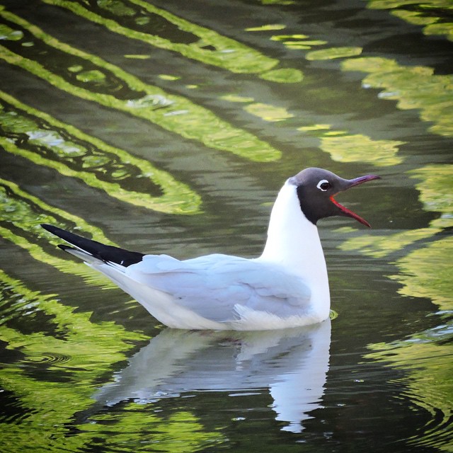 Black Headed Gull 1