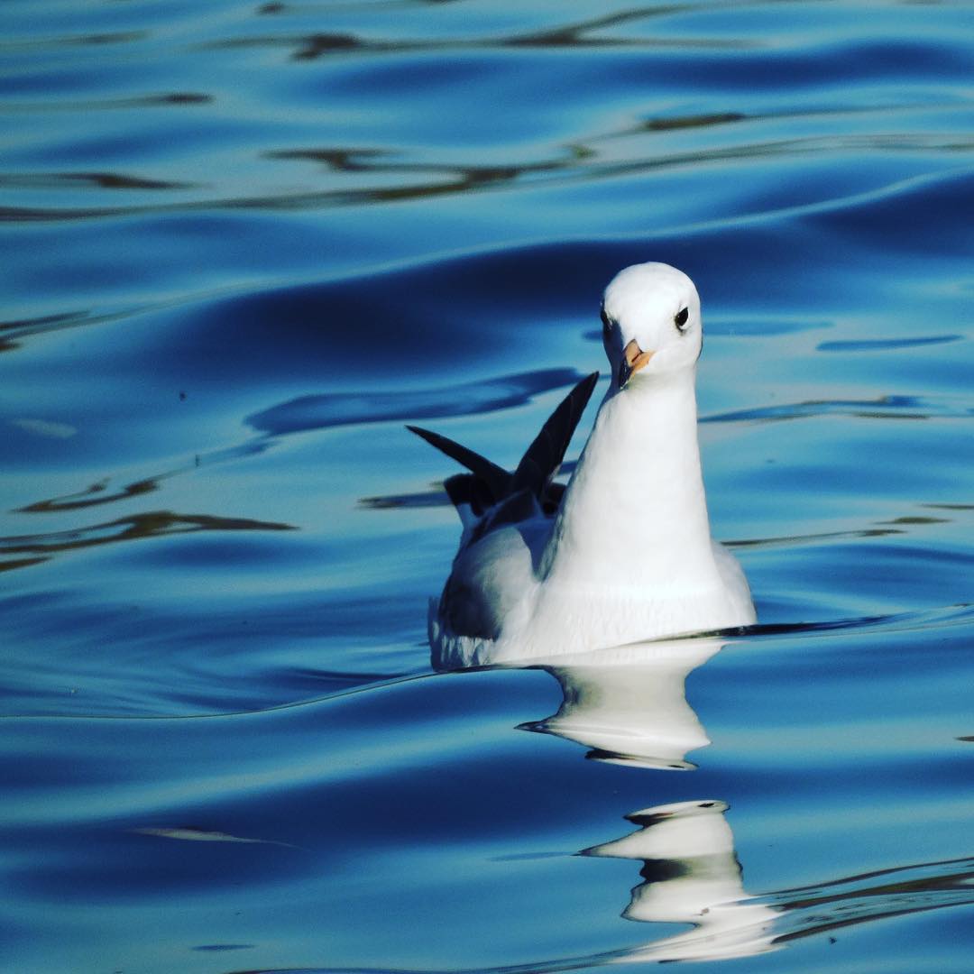 Black Headed Gull 10