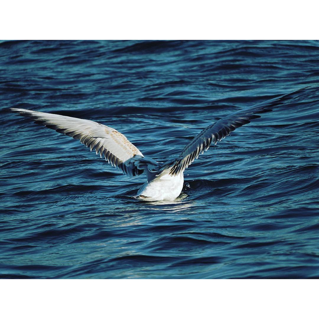 Black Headed Gull 11