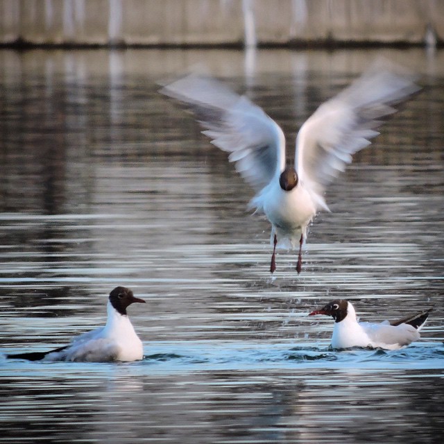 Black Headed Gull 2