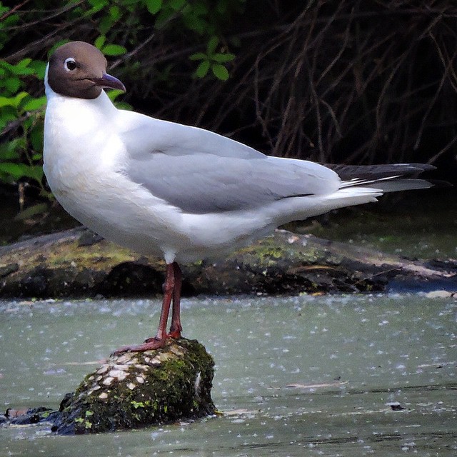 Black Headed Gull 3