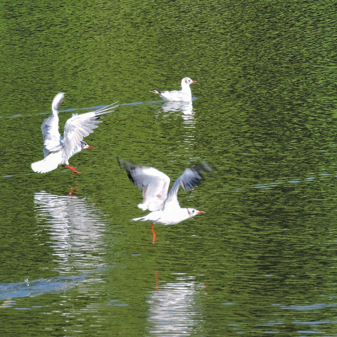 Black Headed Gull 4