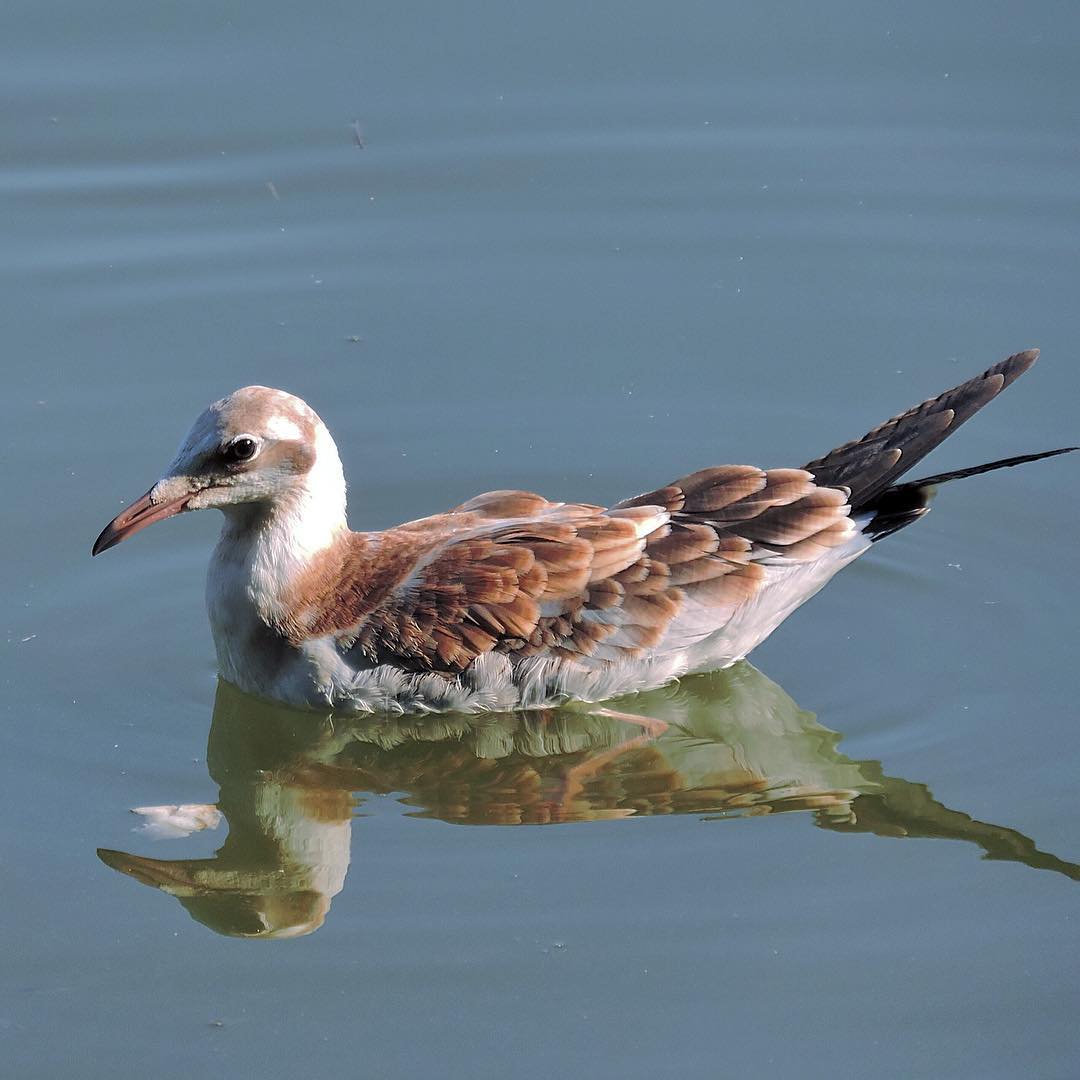 Black Headed Gull 5