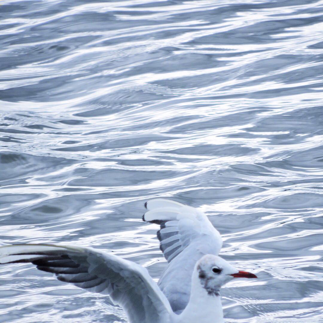 Black Headed Gull 6