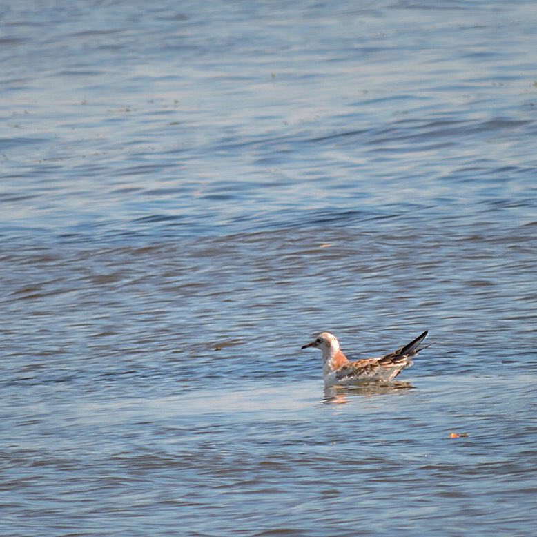 Black Headed Gull 7