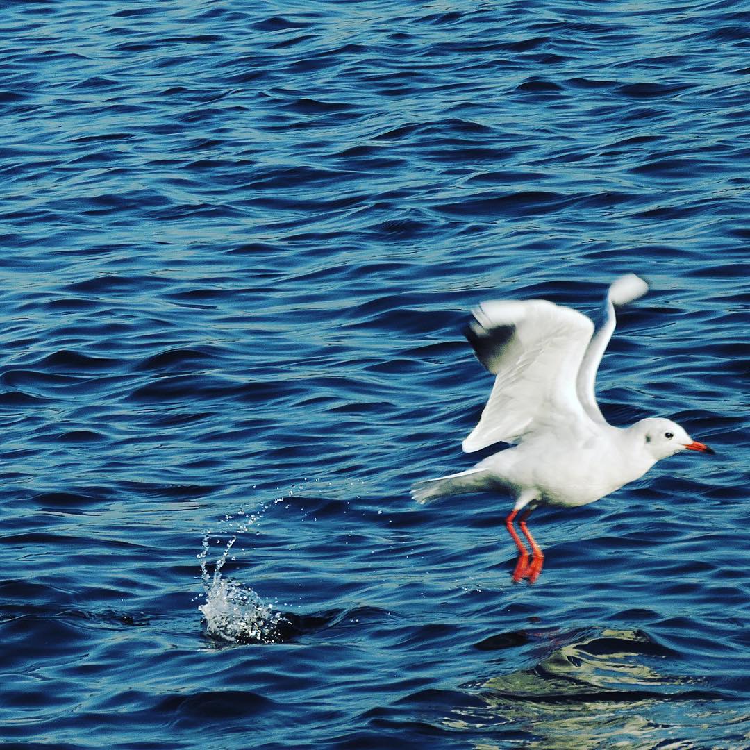 Black Headed Gull 8