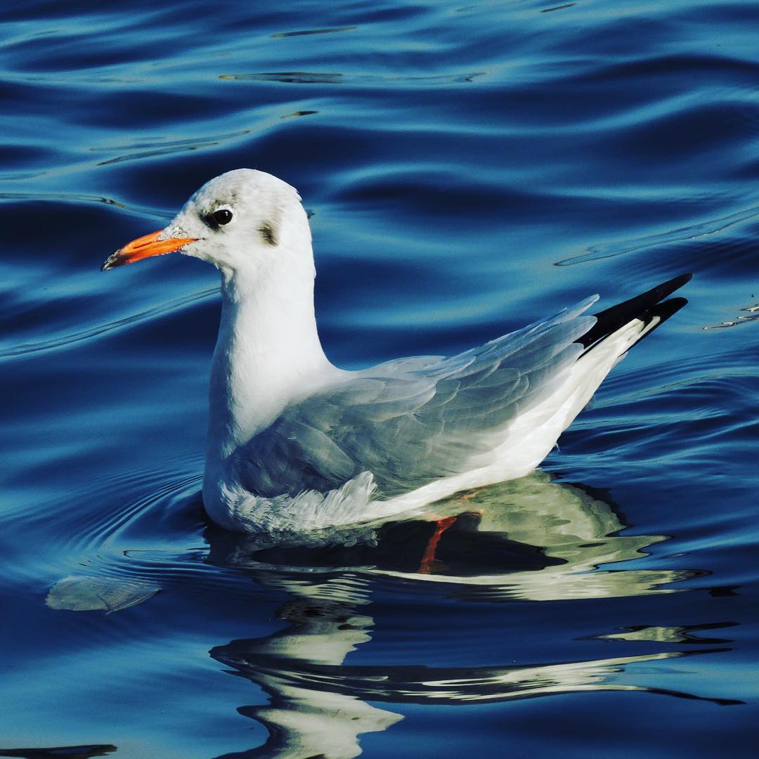 Black Headed Gull 9