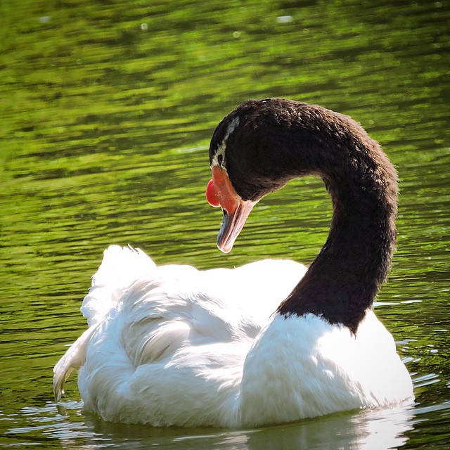 Black Necked Swan 1