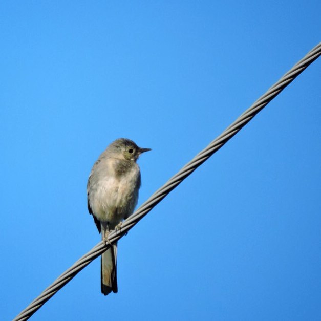 Black Redstart 1