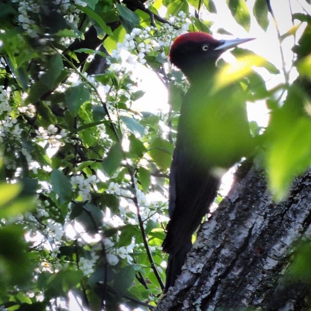 Black woodpecker