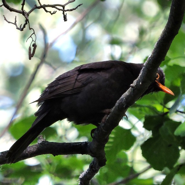 Blackbird 1