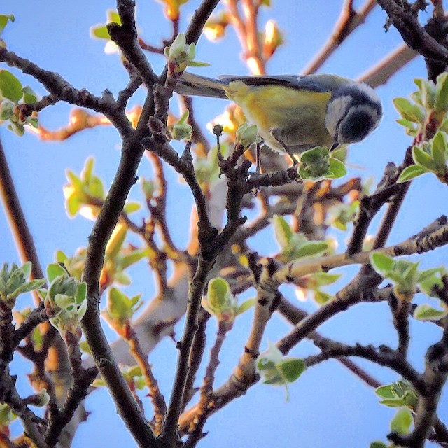 Blue Tit 1