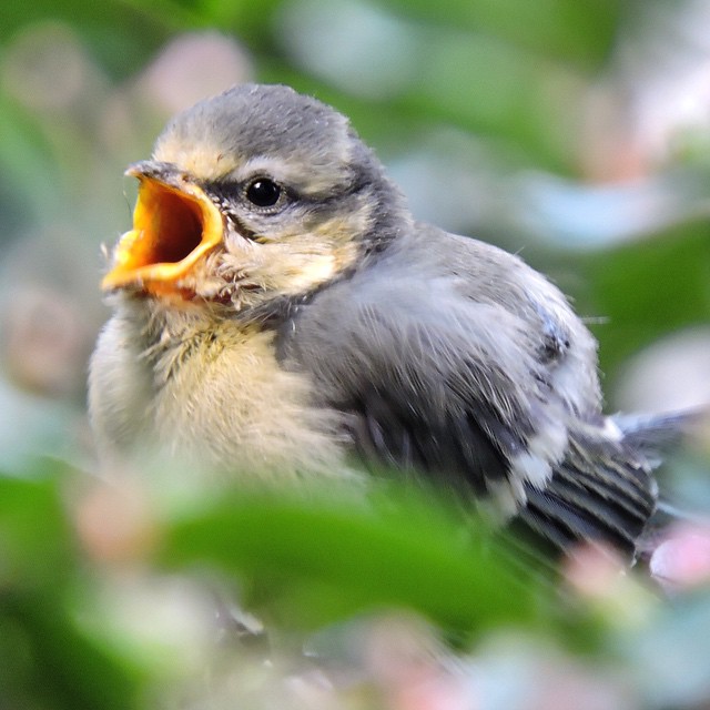 Blue Tit 2