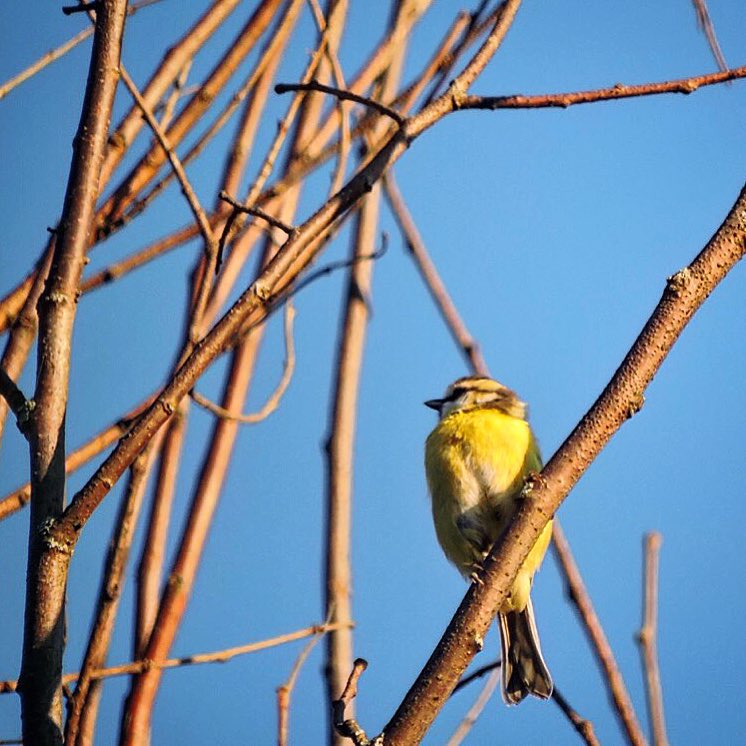 Blue Tit 3