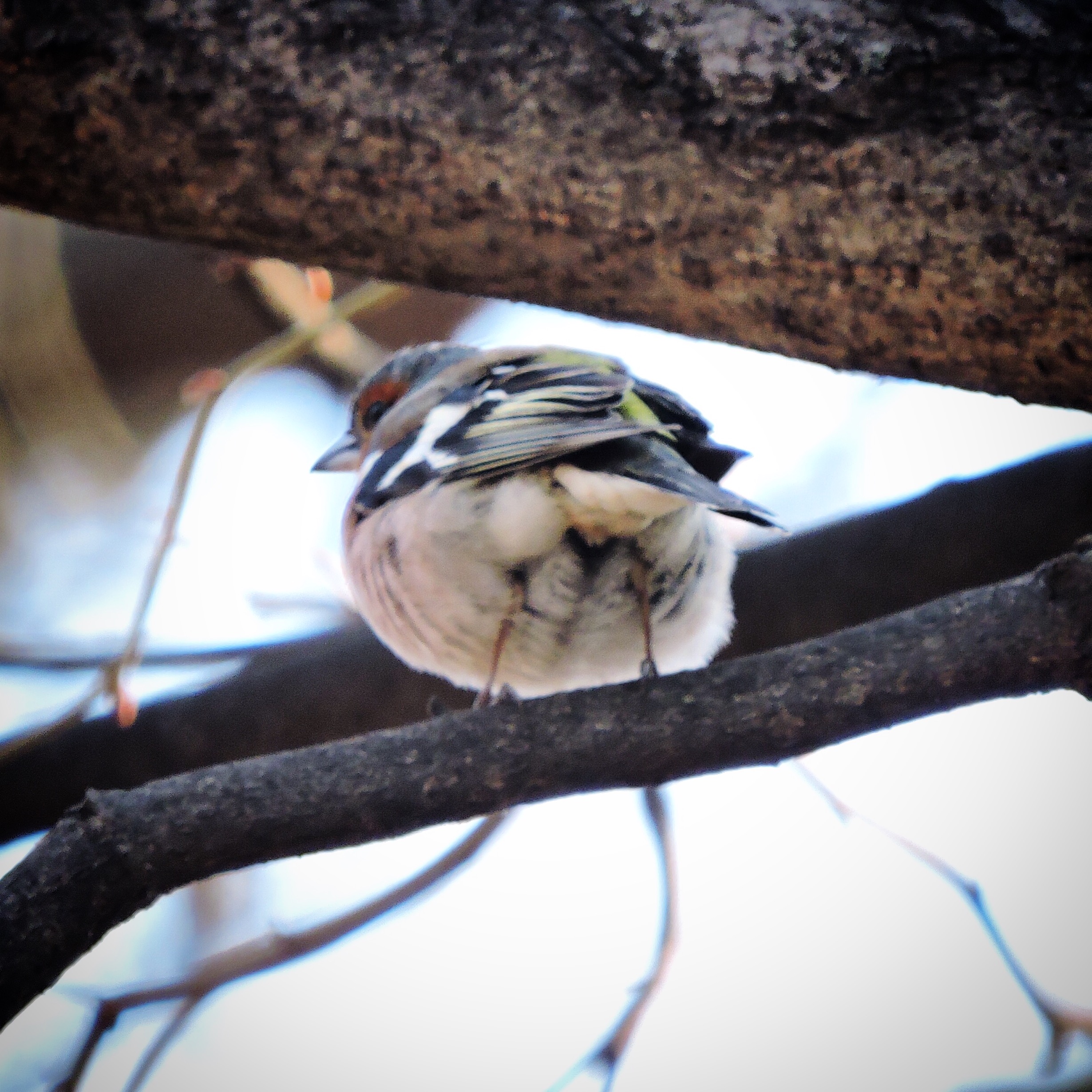 Chaffinch 1