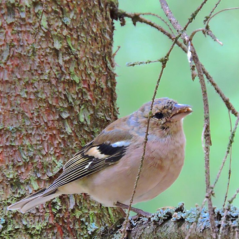 Chaffinch 10