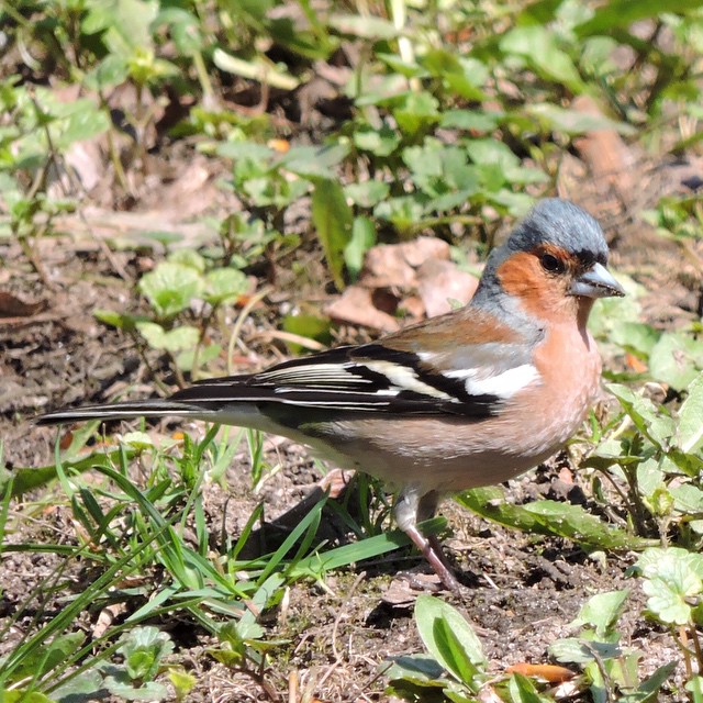 Chaffinch 2