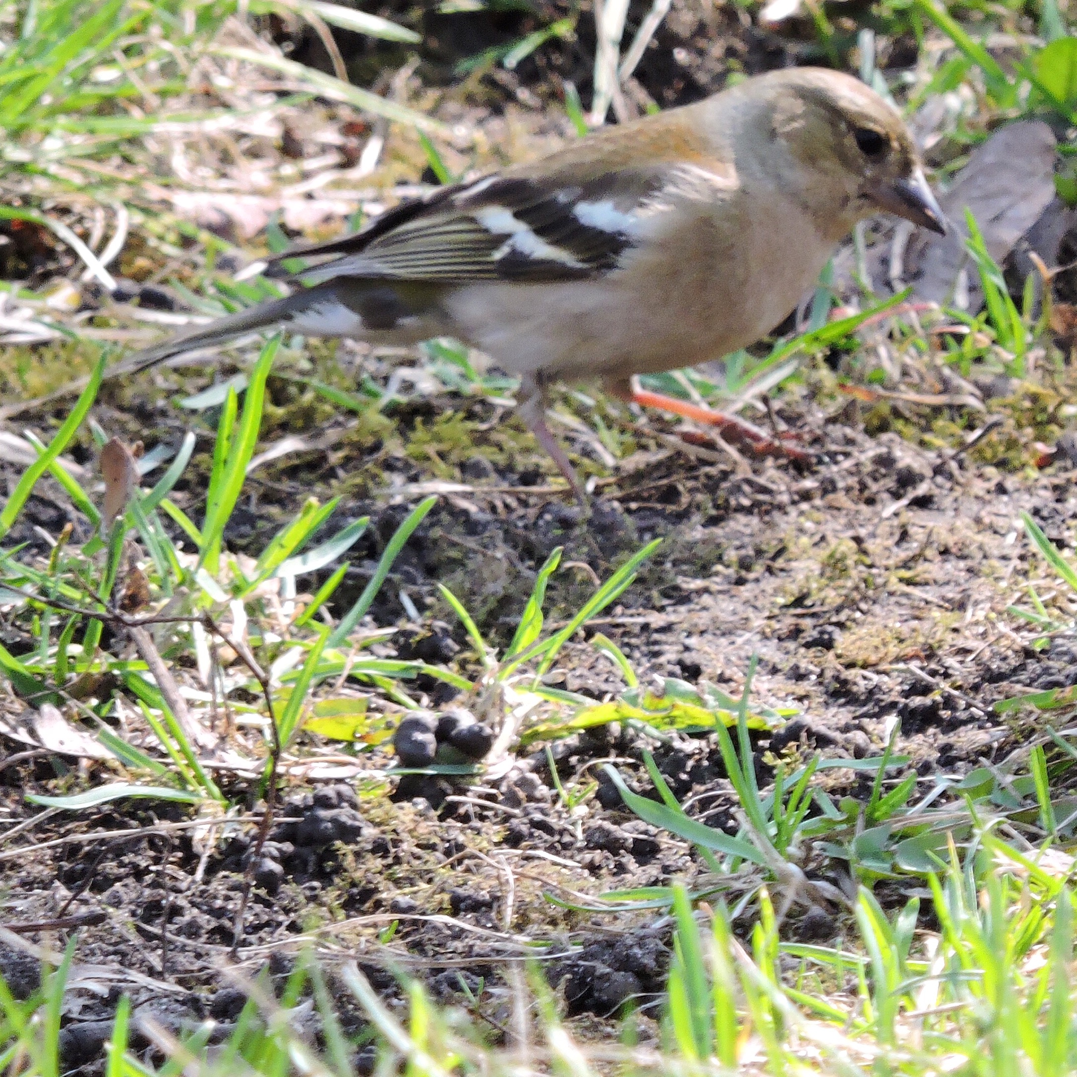 Chaffinch 3