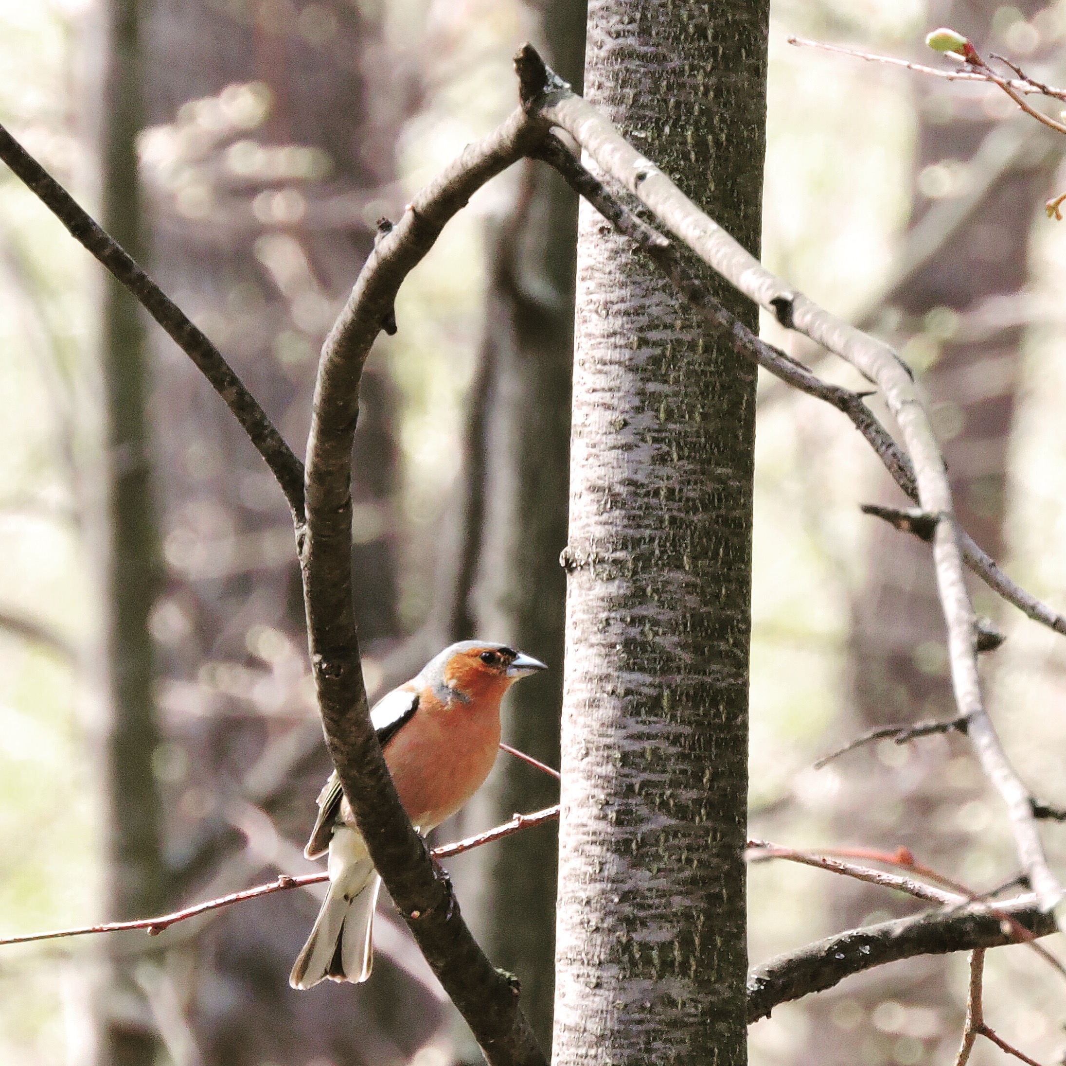 Chaffinch 4