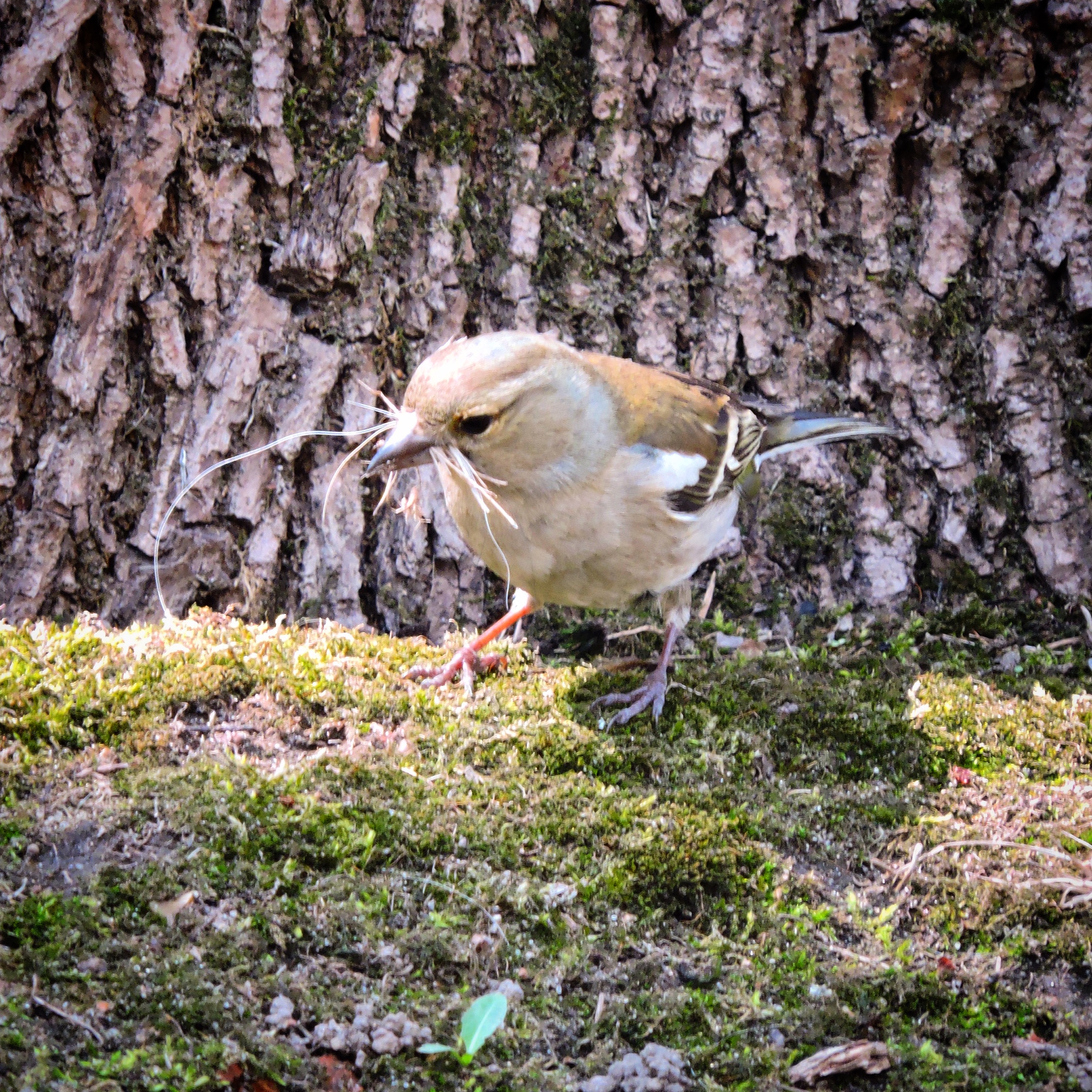 Chaffinch 5