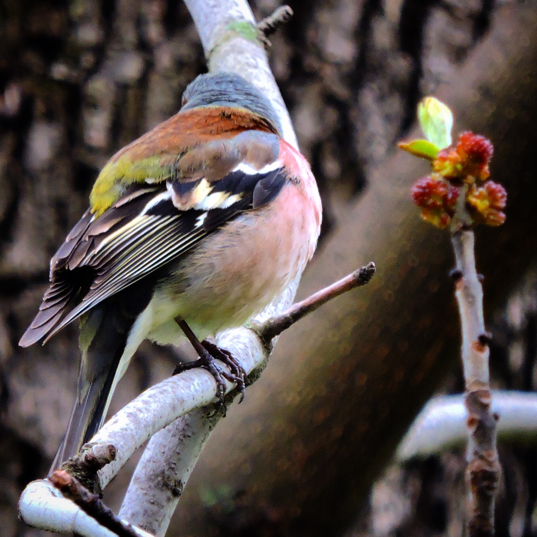 Chaffinch 6