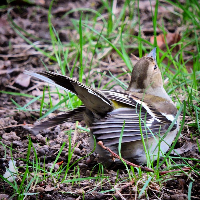 Chaffinch 7