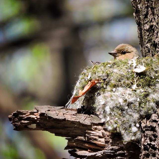 Chaffinch 9