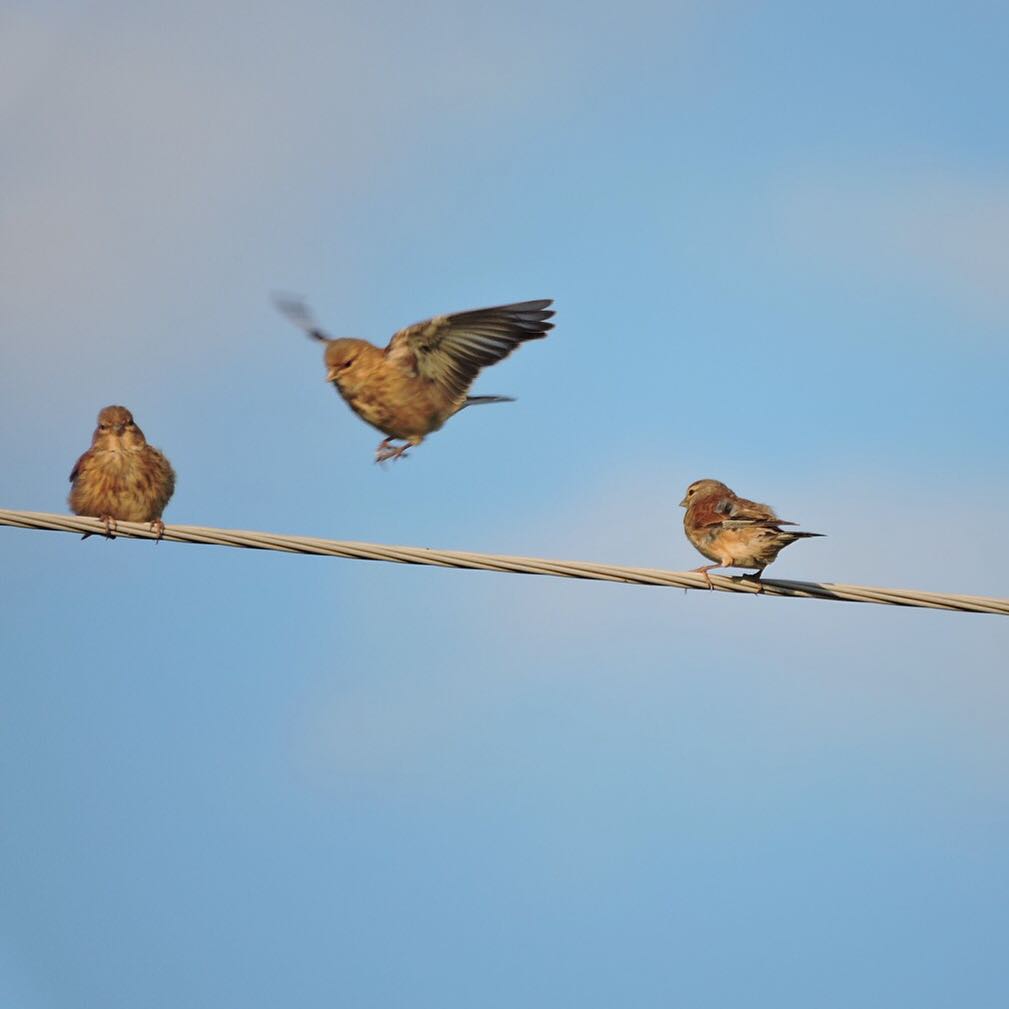 Common Linnet 1