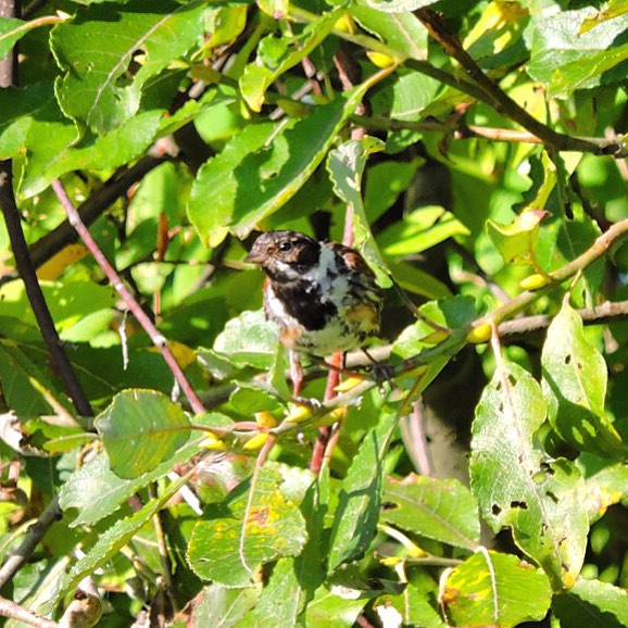 Common Reed Bunting 1