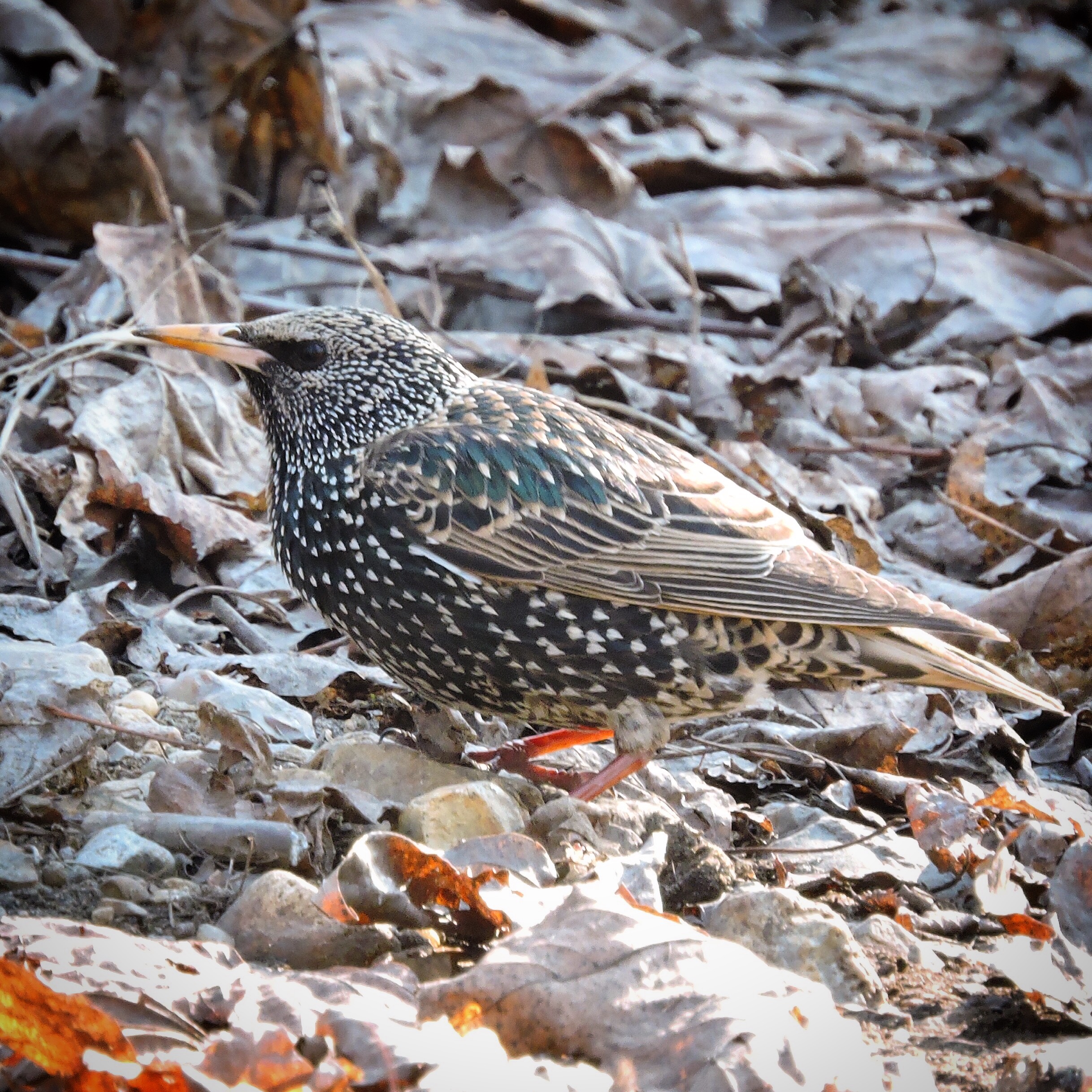 Common Starling 1