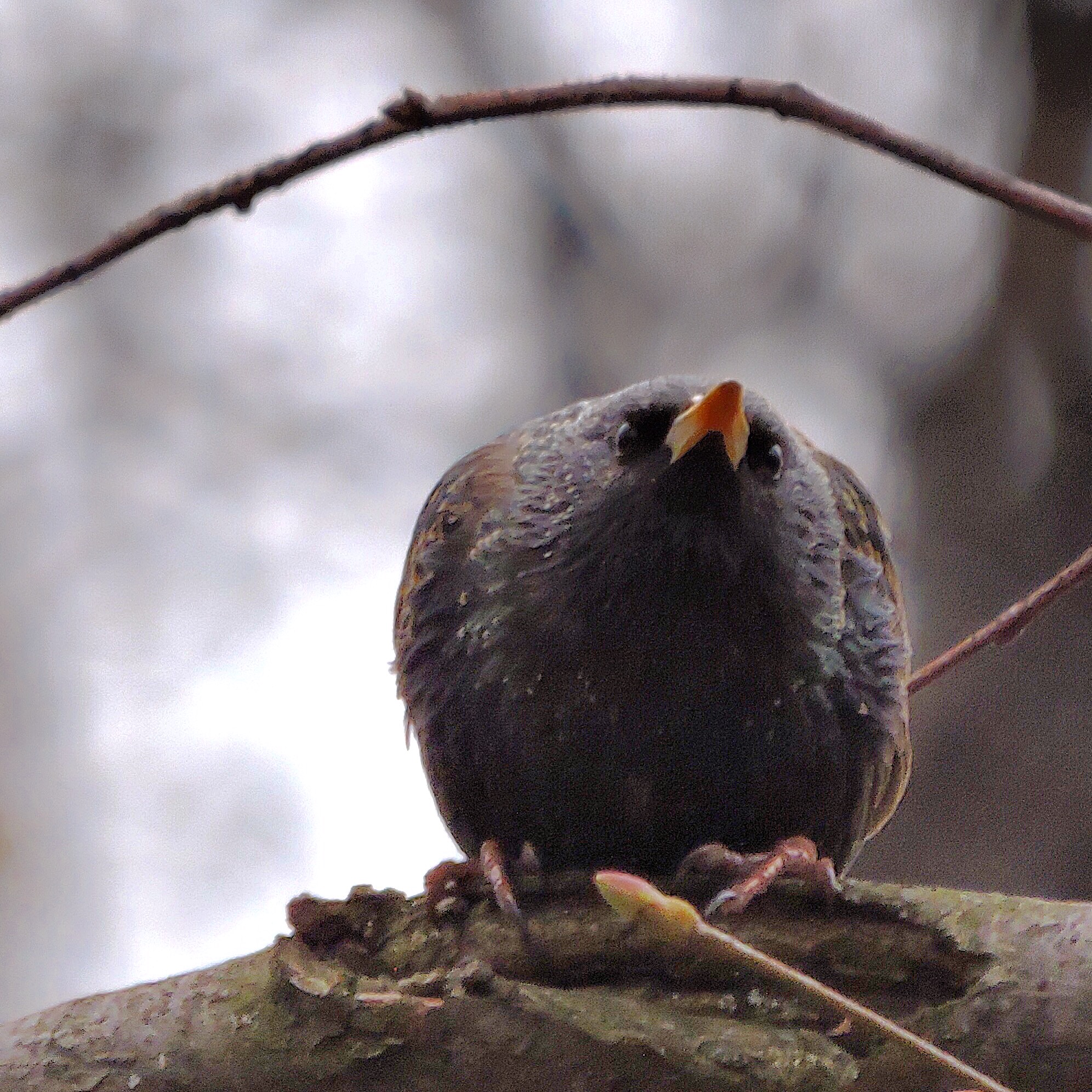 Common Starling 2