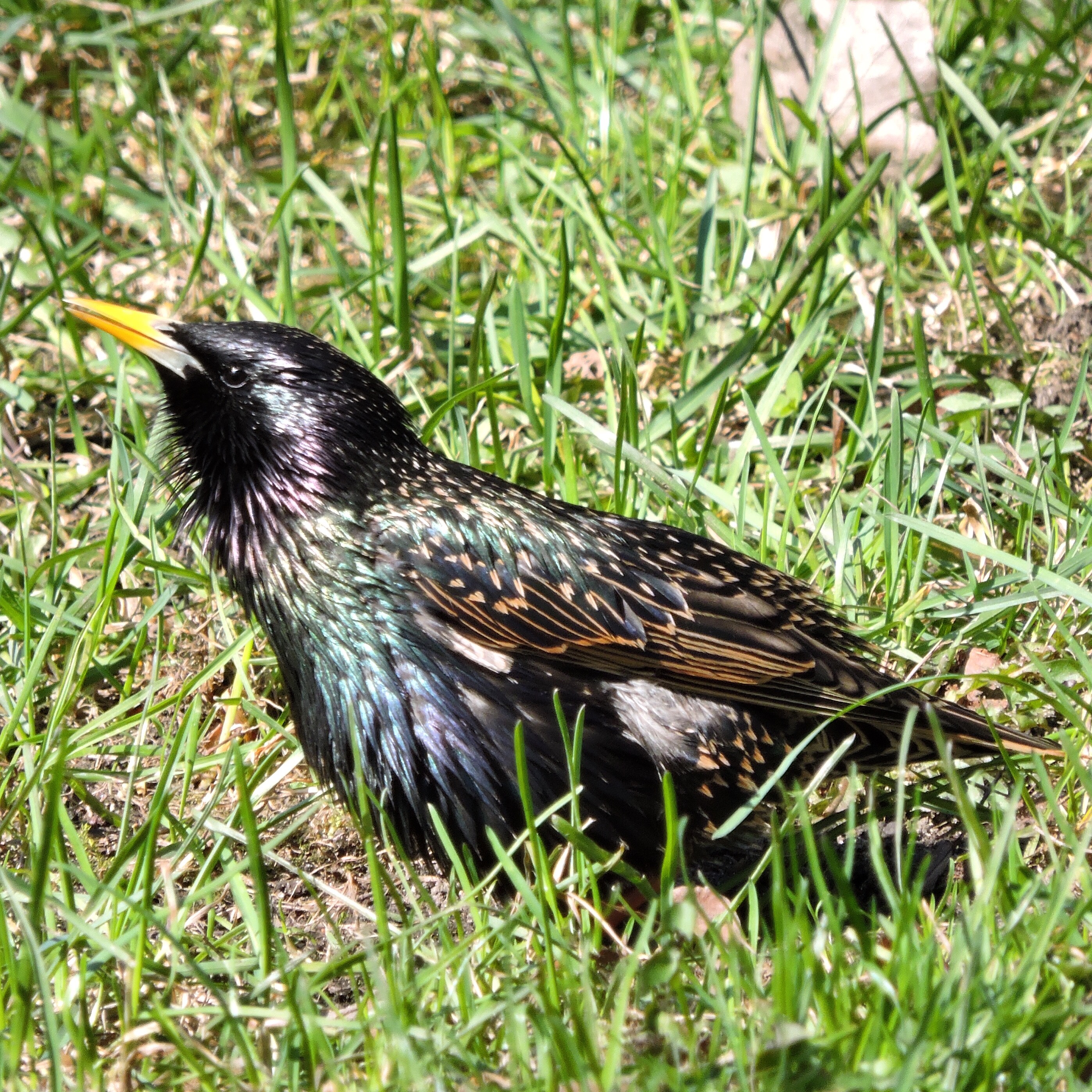 Common Starling 3