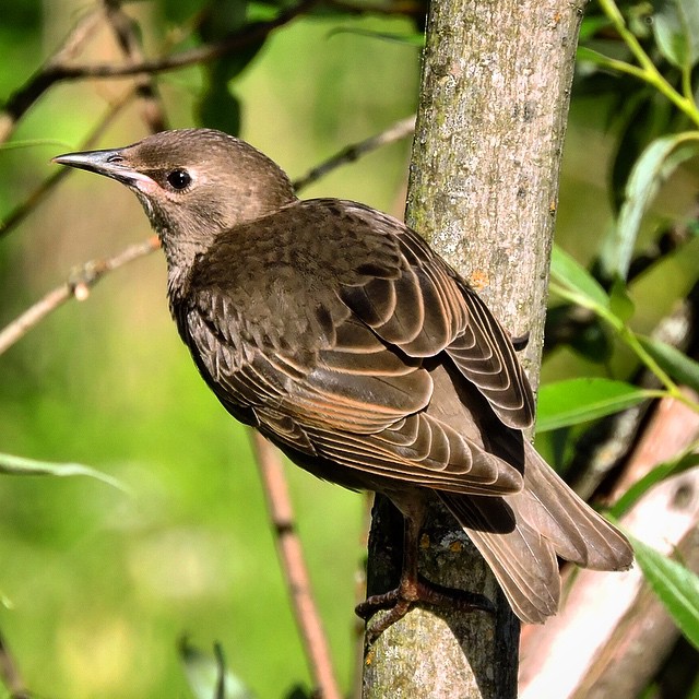 Common Starling 4