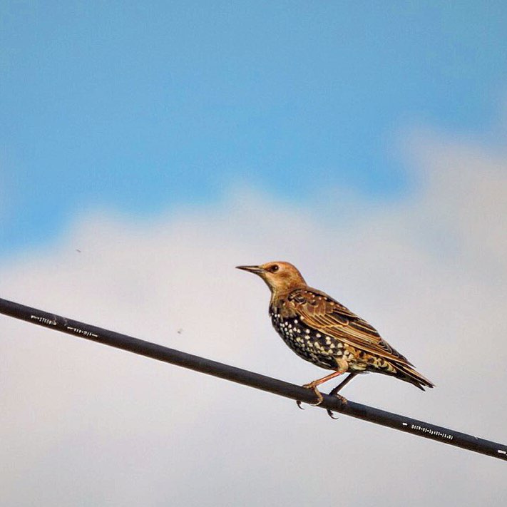 Common Starling 6