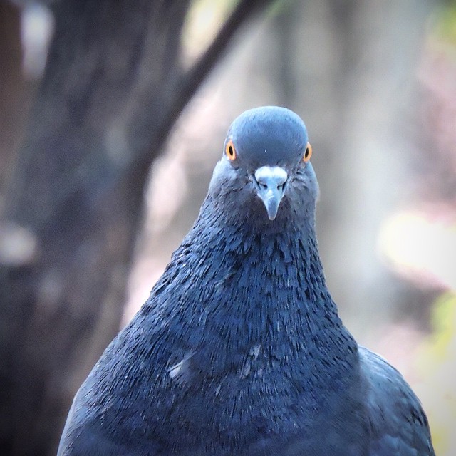 Domestic Pigeon 1