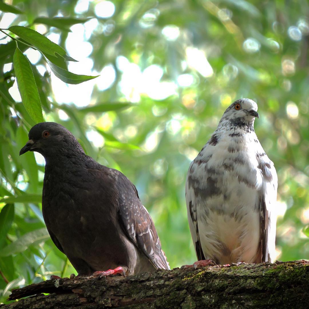 Domestic Pigeon 2