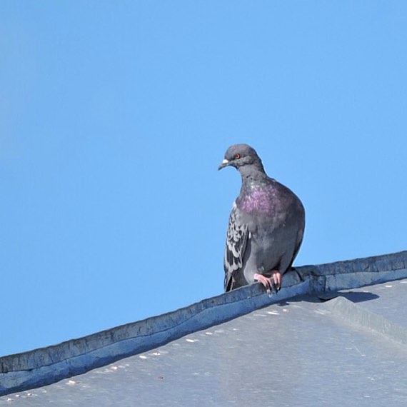 Domestic Pigeon 3