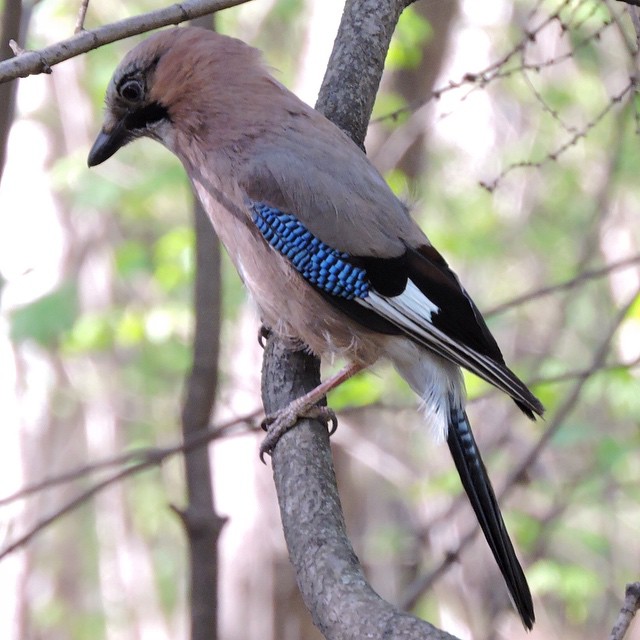 Eurasian Jay 1