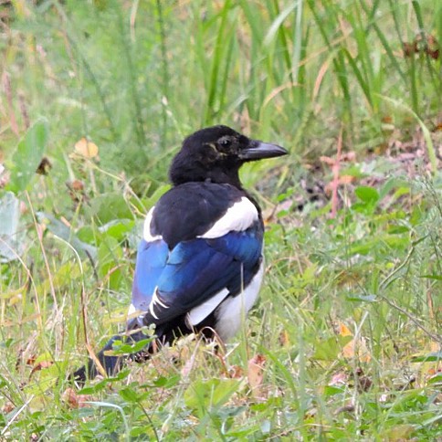 Eurasian Magpie 1