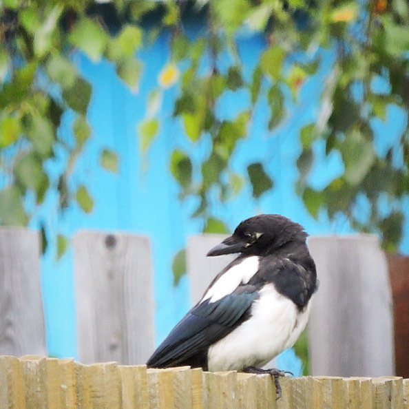 Eurasian Magpie 2