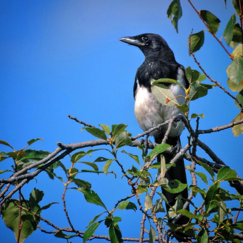 Eurasian Magpie 3