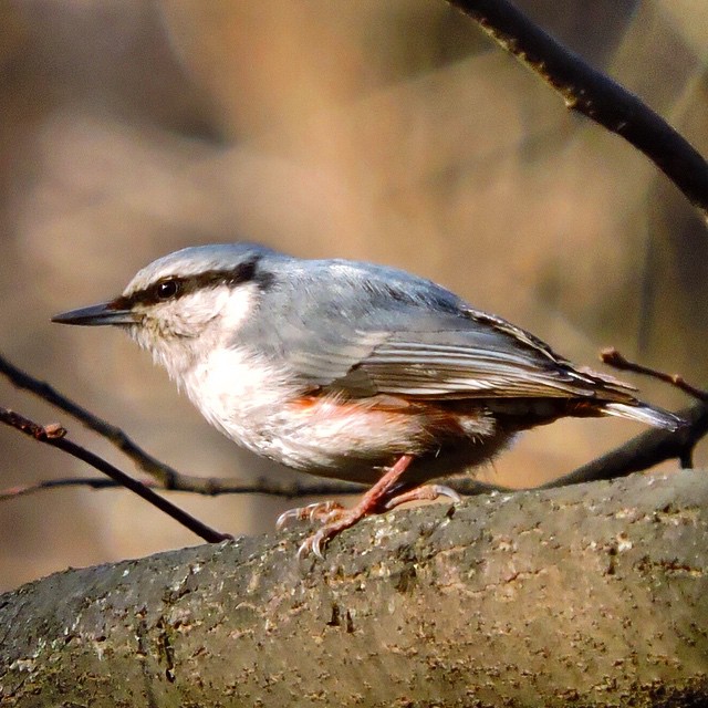 Eurasian Nuthatch 1