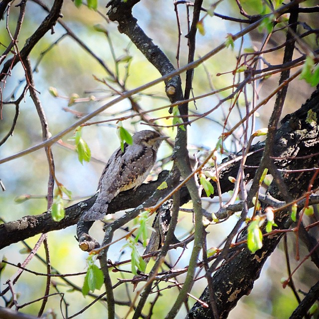 Eurasian Wryneck 1