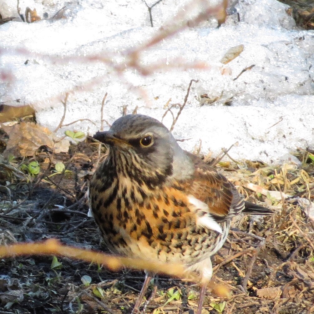 Fieldfare 1