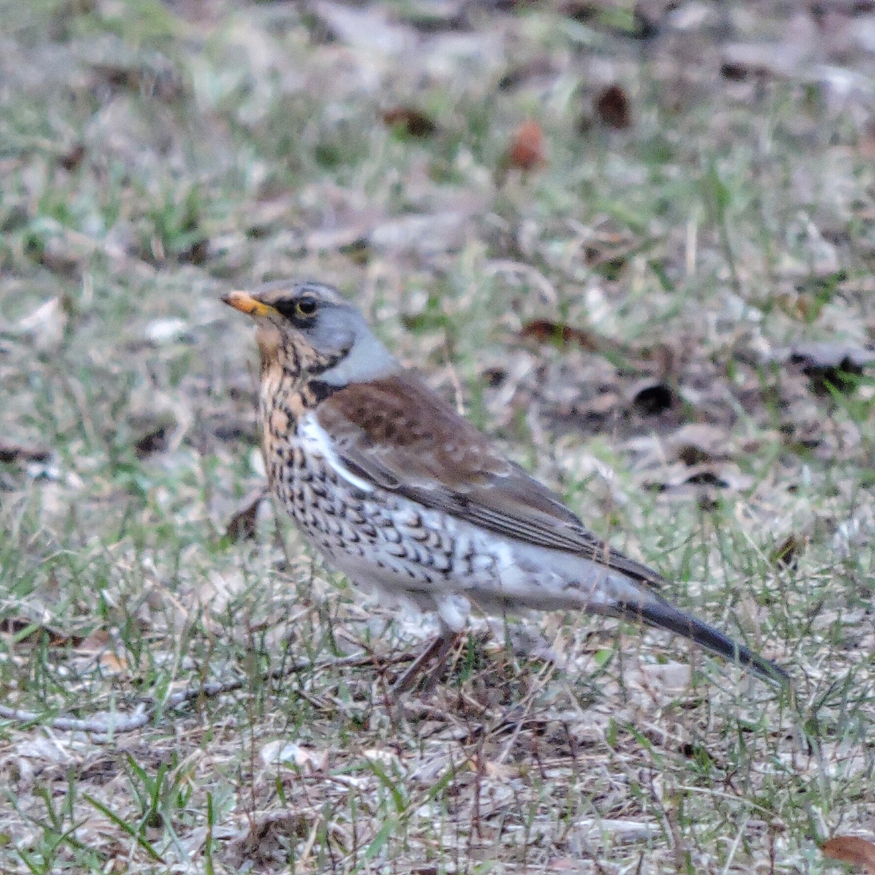 Fieldfare 2
