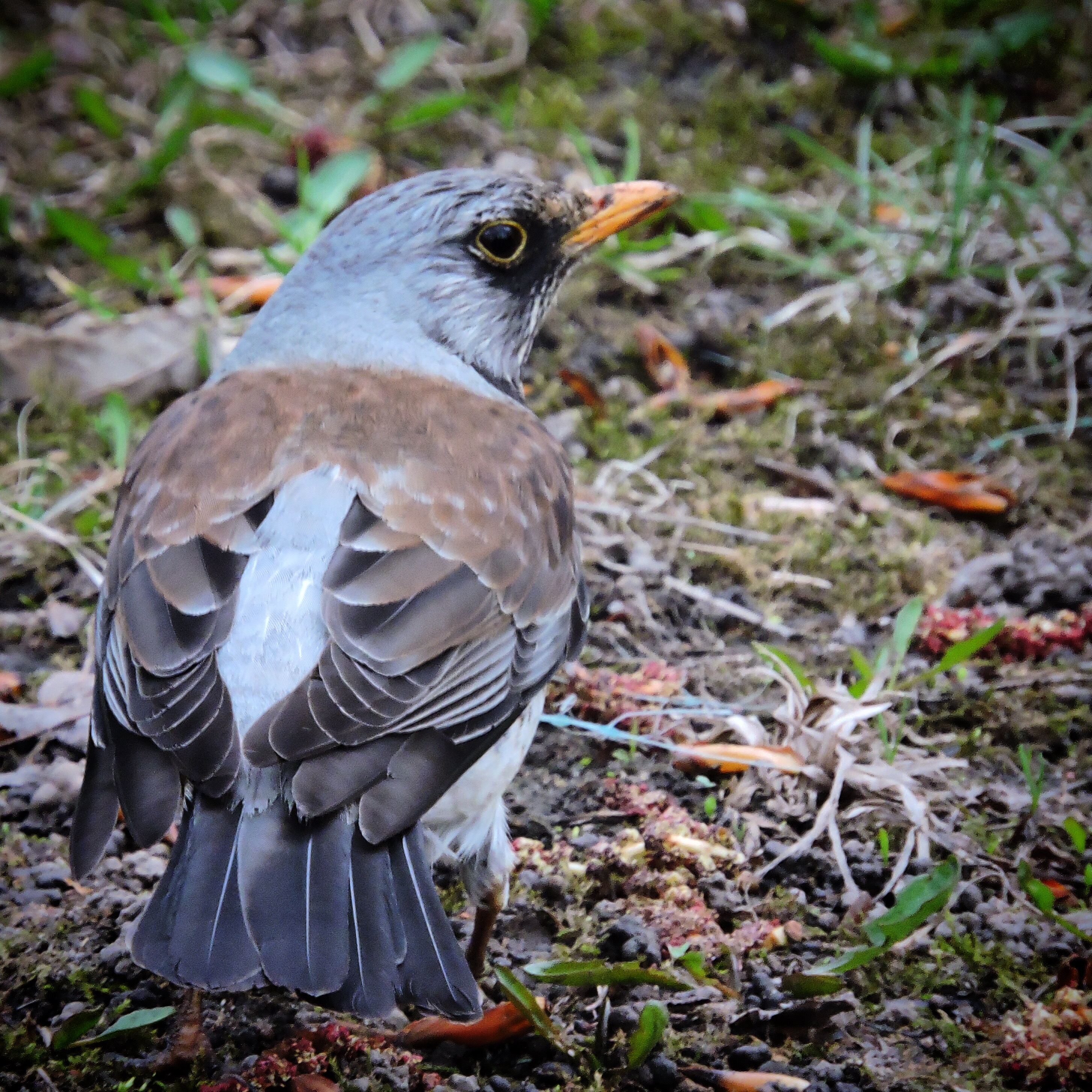 Fieldfare 3